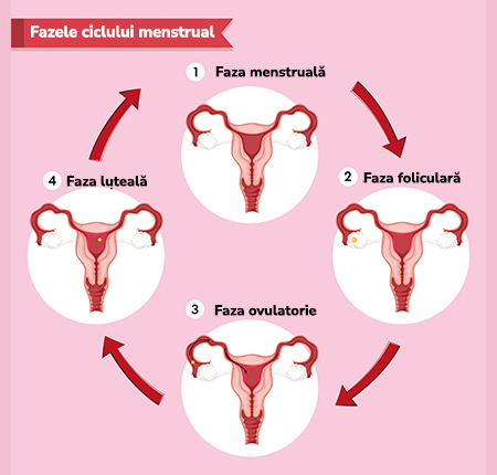 Ce este & cand apare prima menstruatie ➤ Cat dureaza prima menstruatie ➤ Absorbante pentru prima menstruatie ➤ Mituri despre prima menstruatie